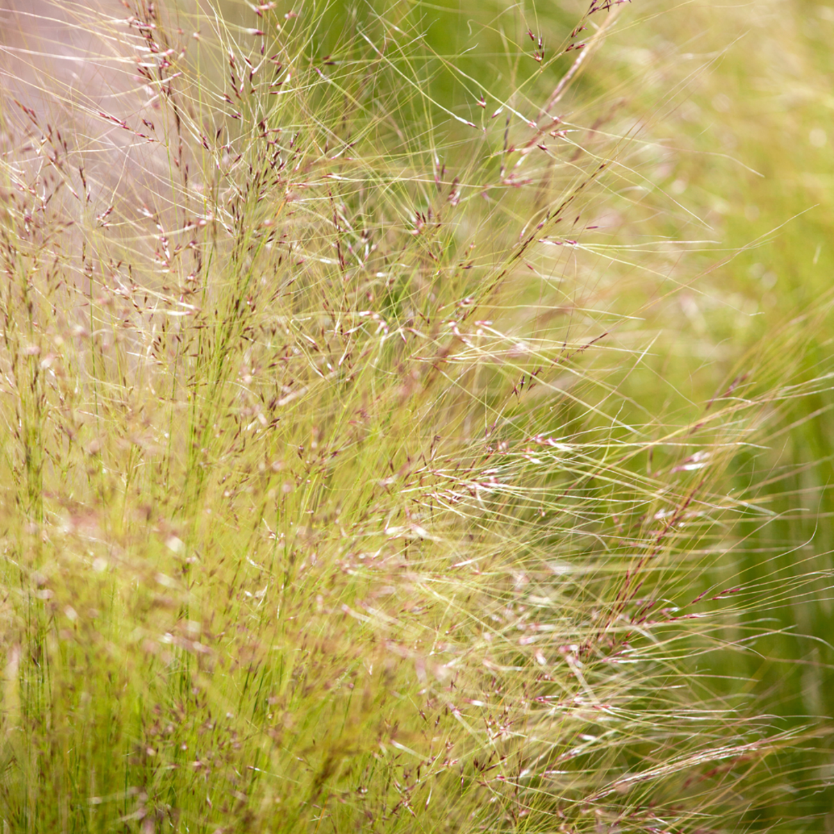 Zartes Federgras 'Pony Tails' (Stipa tenuissima 'Pony Tails') - Weiß - winterhart | Bild 1