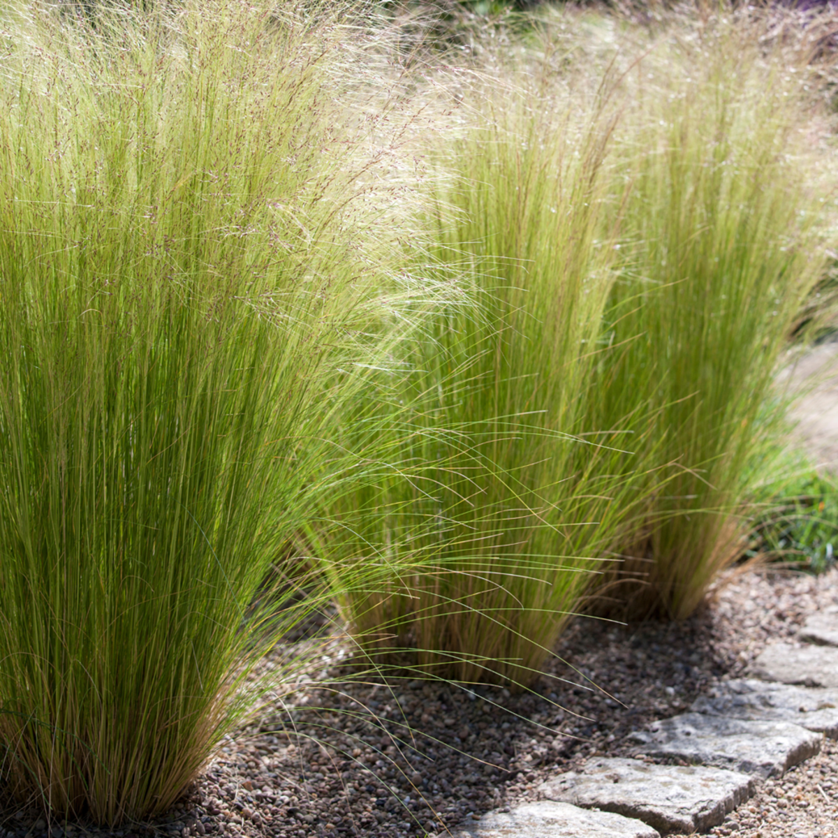 Zartes Federgras 'Pony Tails' (Stipa tenuissima 'Pony Tails') - Weiß - winterhart | Bild 3