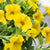 Zauberglöckchen (Calibrachoa Hybriden) - Gelb | Bild 1