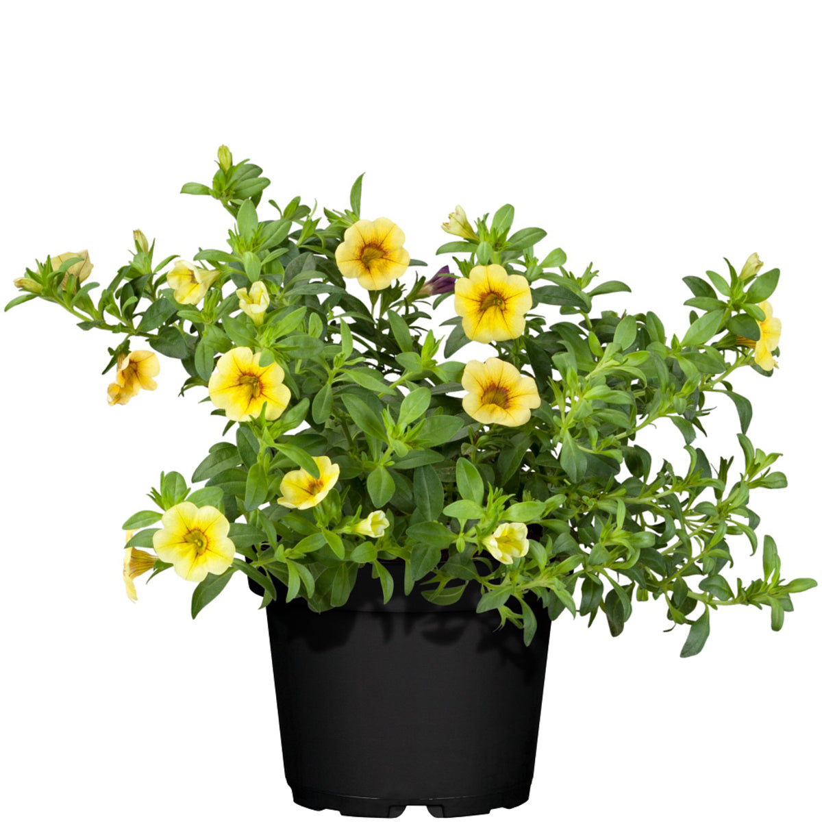 Zauberglöckchen (Calibrachoa Hybriden) - Gelb | Bild 2