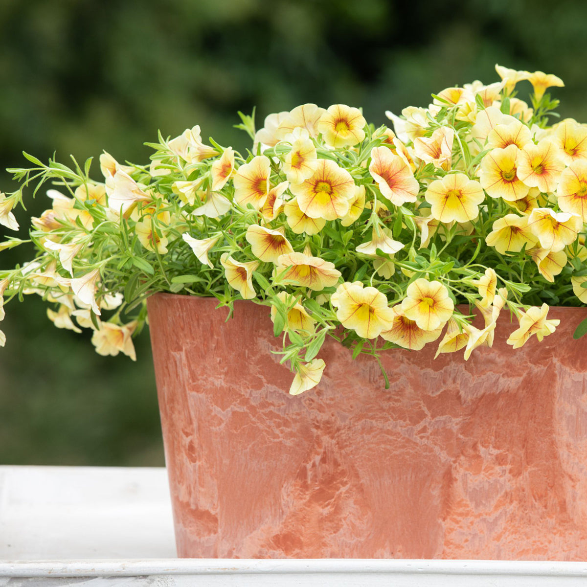 Zauberglöckchen (Calibrachoa Hybriden) - Gelb | Bild 3