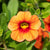Zauberglöckchen (Calibrachoa Hybriden) - Orange | Bild 1