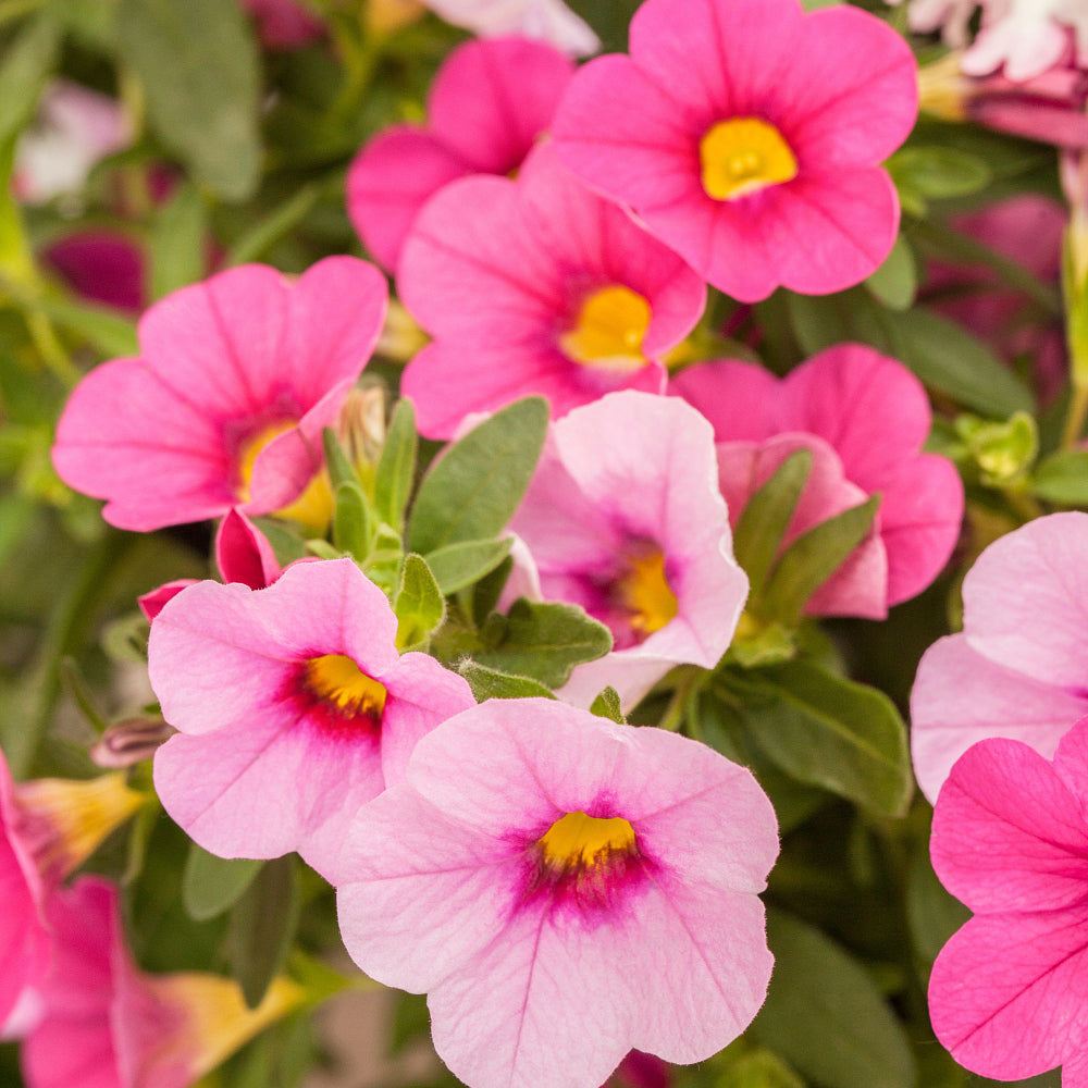 Zauberglöckchen (Calibrachoa Hybriden) - Rosa | Bild 1