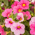 Zauberglöckchen (Calibrachoa Hybriden) - Rosa | Bild 1