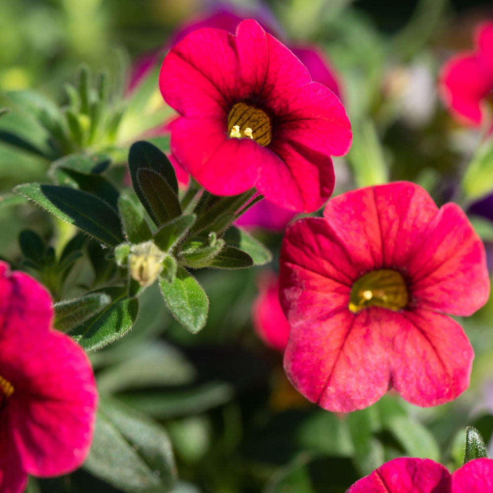 Zauberglöckchen (Calibrachoa Hybriden) - Rot | Bild 1