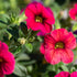 Zauberglöckchen (Calibrachoa Hybriden) - Rot | Bild 1