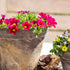 Zauberglöckchen (Calibrachoa Hybriden) - Rot | Bild 2