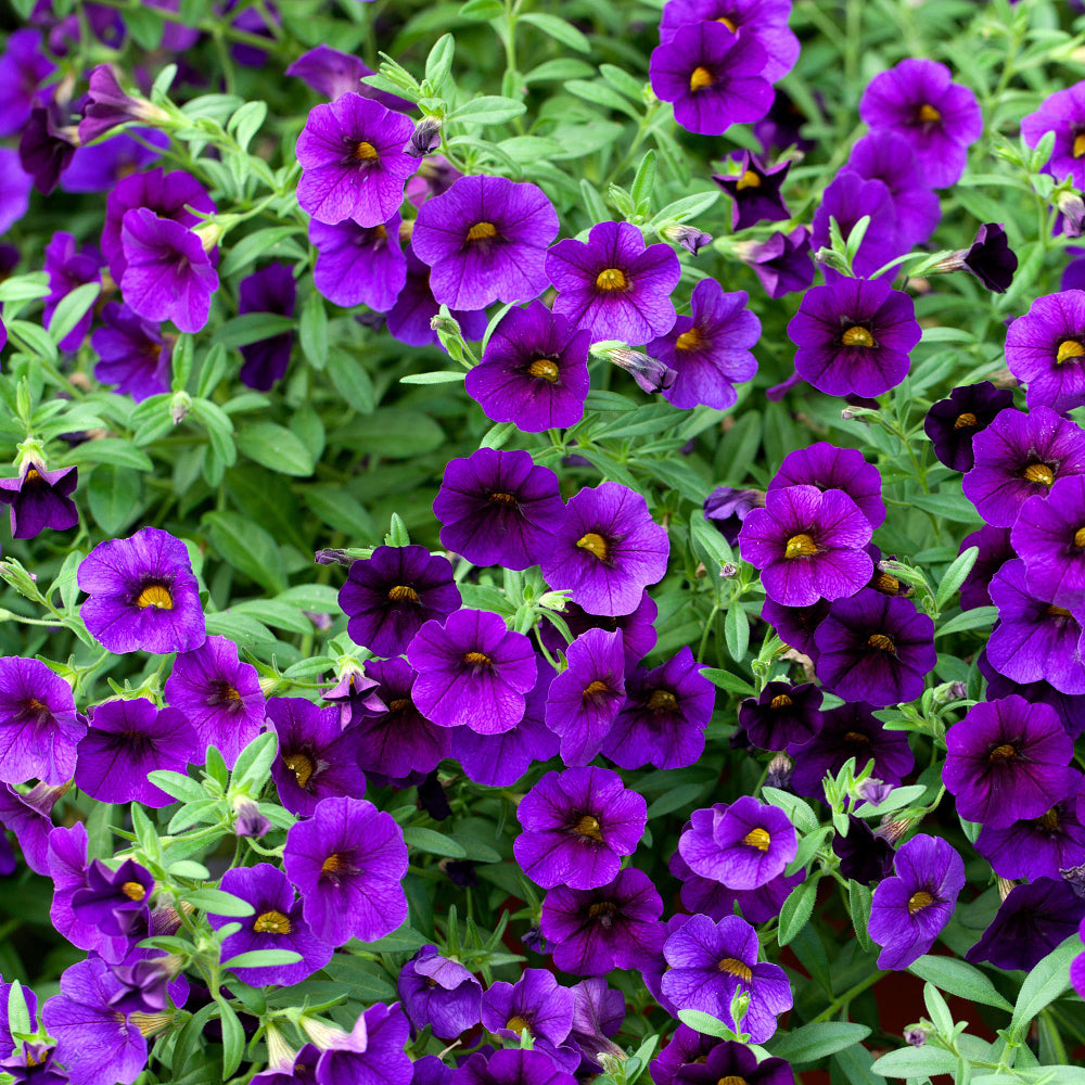 Zauberglöckchen (Calibrachoa Hybriden) - Violett | Bild 1