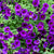 Zauberglöckchen (Calibrachoa Hybriden) - Violett | Bild 1