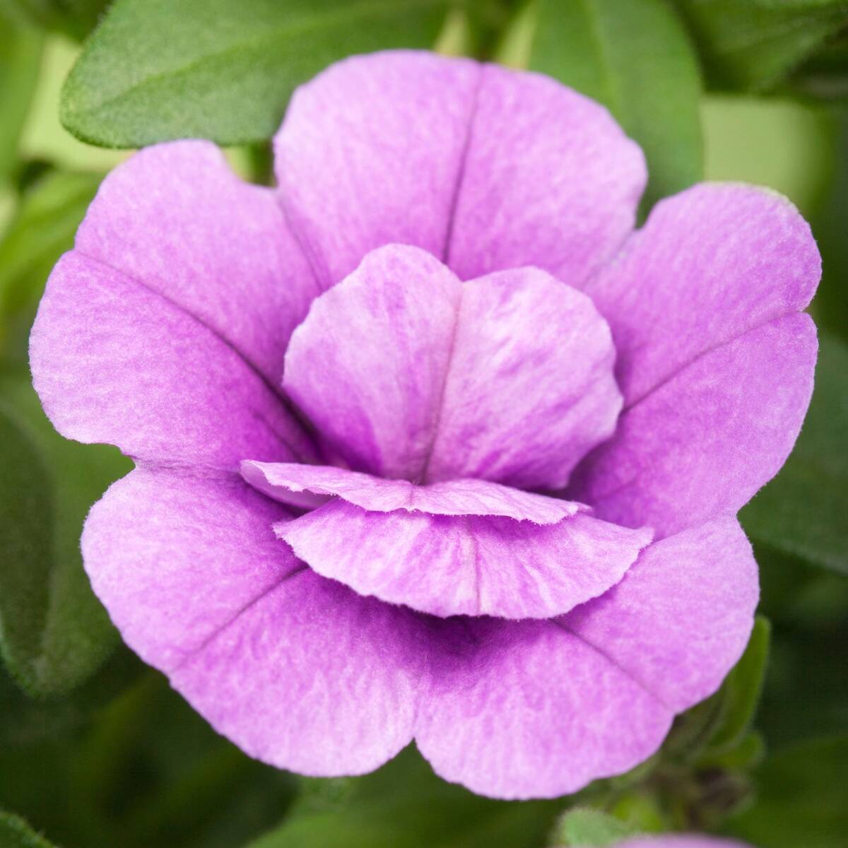 Zauberglöckchen (Calibrachoa Hybriden) - Violett | Bild 1