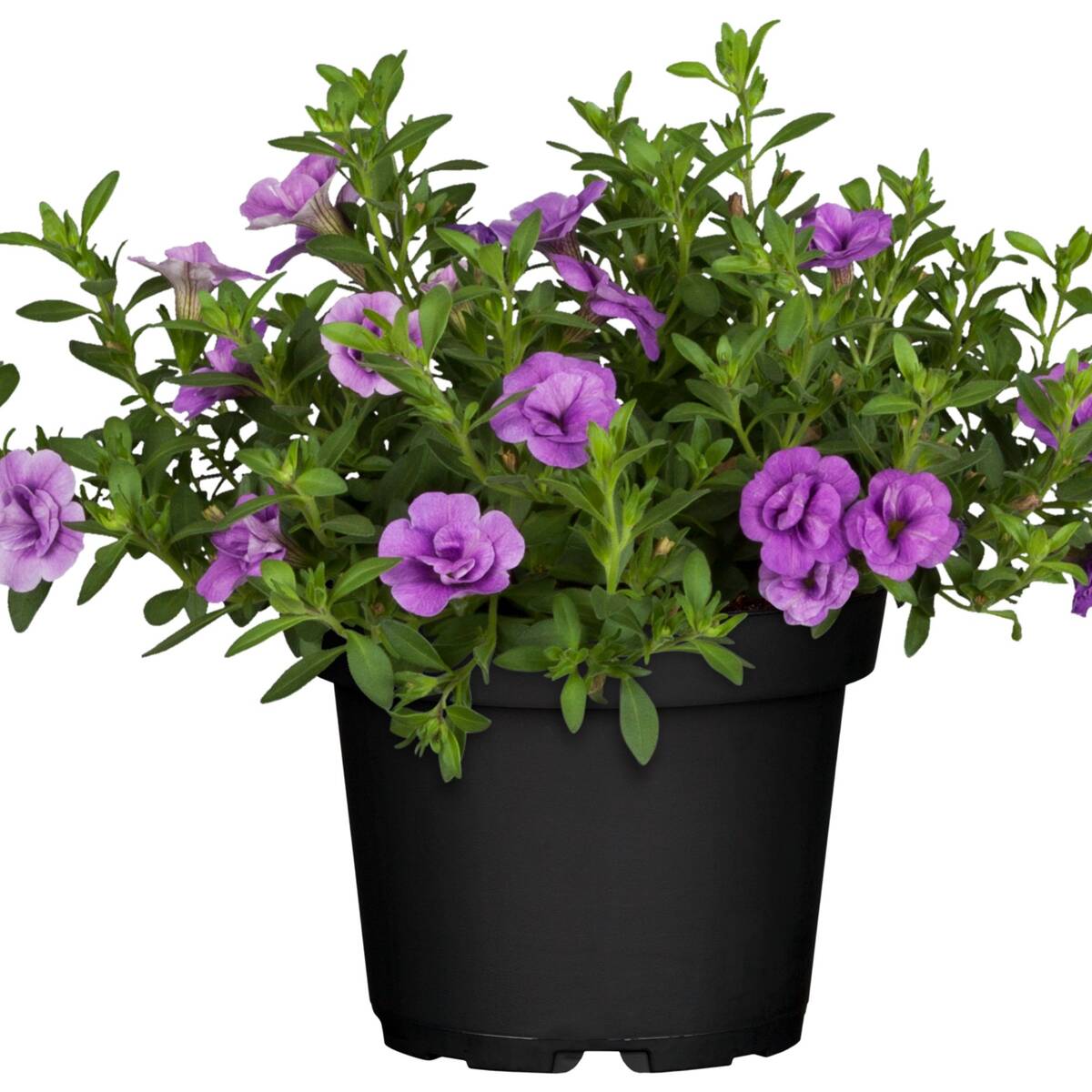 Zauberglöckchen (Calibrachoa Hybriden) - Violett | Bild 2