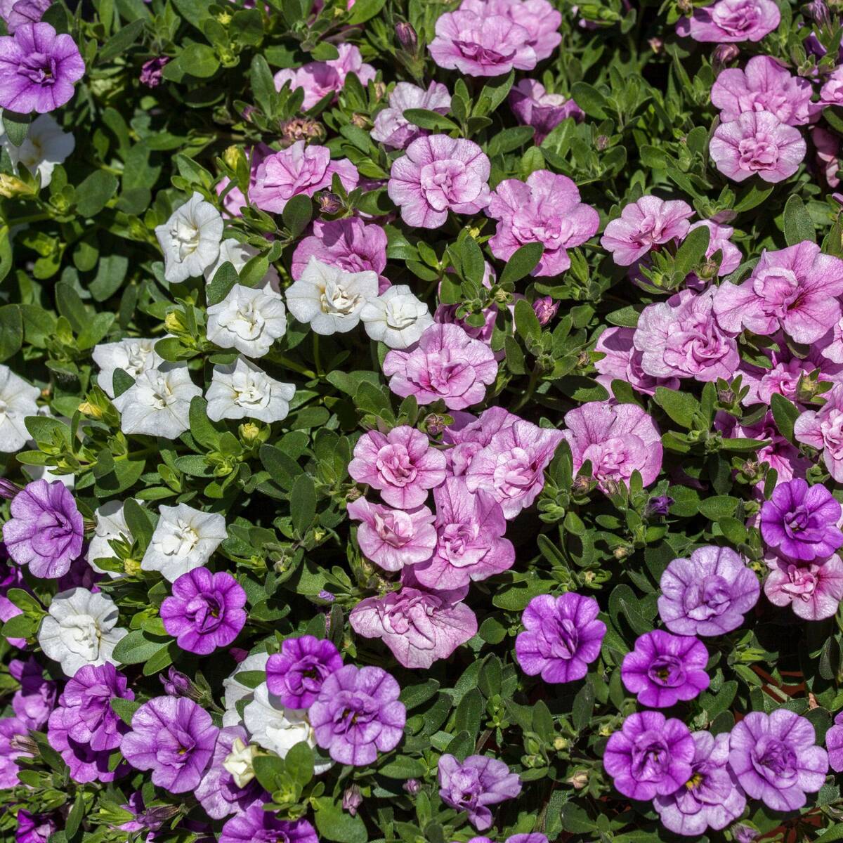 Zauberglöckchen (Calibrachoa Hybriden) - Violett | Bild 3
