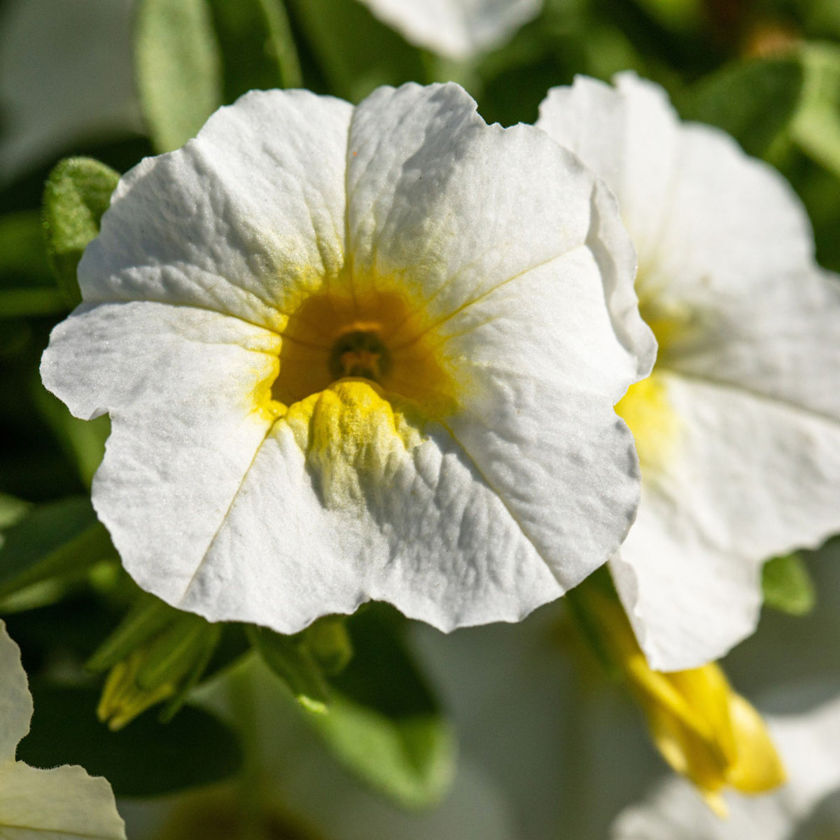 Zauberglöckchen (Calibrachoa Hybriden) - Weiß | Bild 1