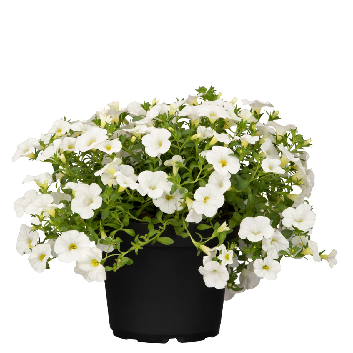 Zauberglöckchen (Calibrachoa Hybriden) - Weiß | Bild 2