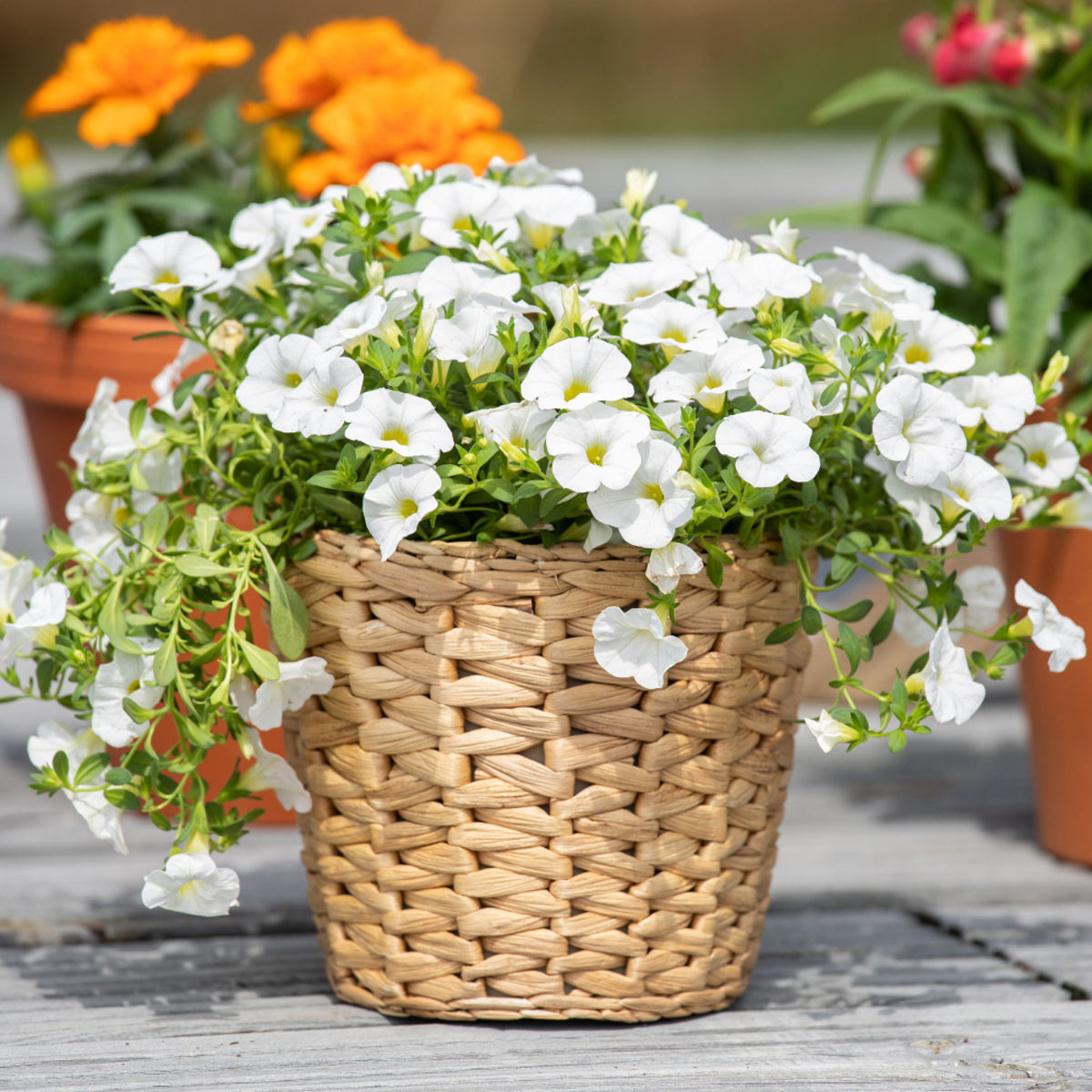 Zauberglöckchen (Calibrachoa Hybriden) - Weiß | Bild 3