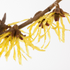 Zaubernuss 'Pallida' (Hamamelis x intermedia 'Pallida') - Gelb - sommergrün - winterhart | Bild 1