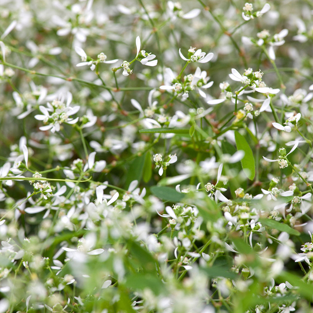 Zauberschnee (Chamaesyce hypericifolia) - Weiß | Bild 1