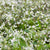 Zauberschnee (Chamaesyce hypericifolia) - Weiß | Bild 1