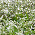 Zauberschnee (Chamaesyce hypericifolia) - Weiß | Bild 1