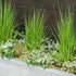 Zauberschnee (Chamaesyce hypericifolia) - Weiß | Bild 3
