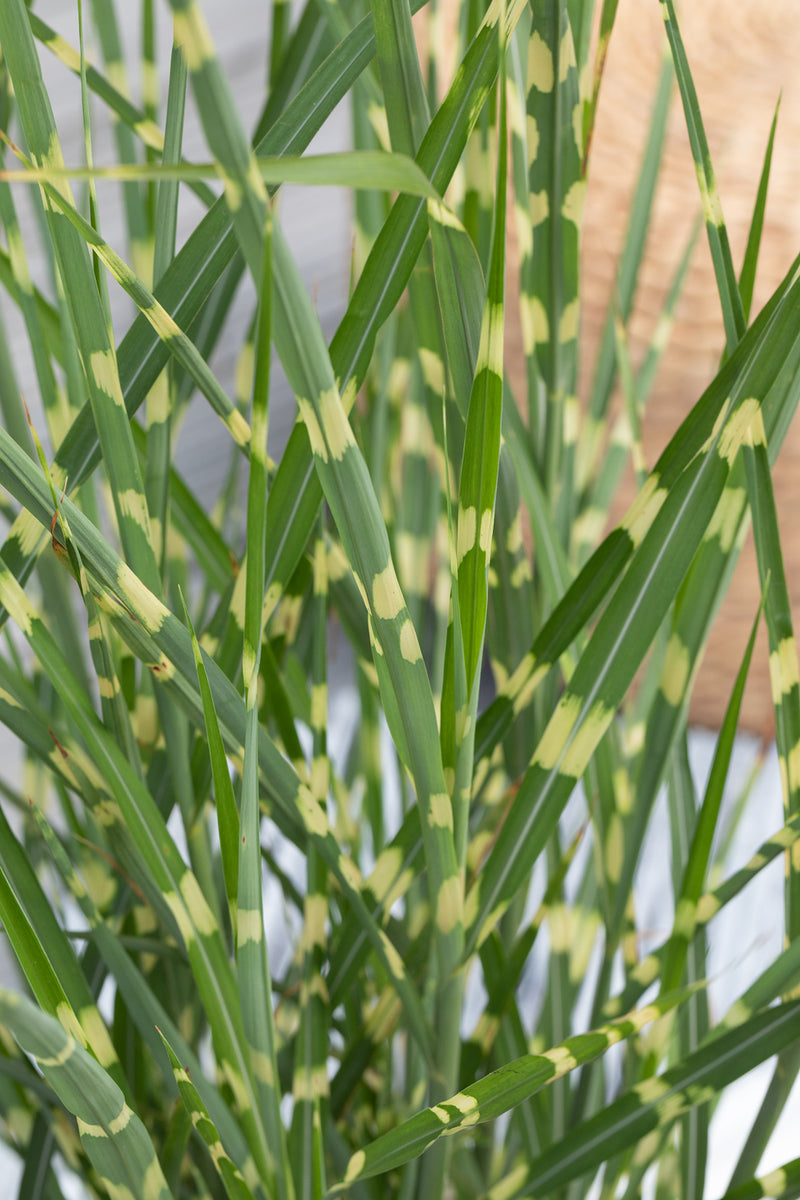 Zebraschilf 'Strictus' (Miscanthus sinensis 'Strictus') - Grün - winterhart | Bild 1
