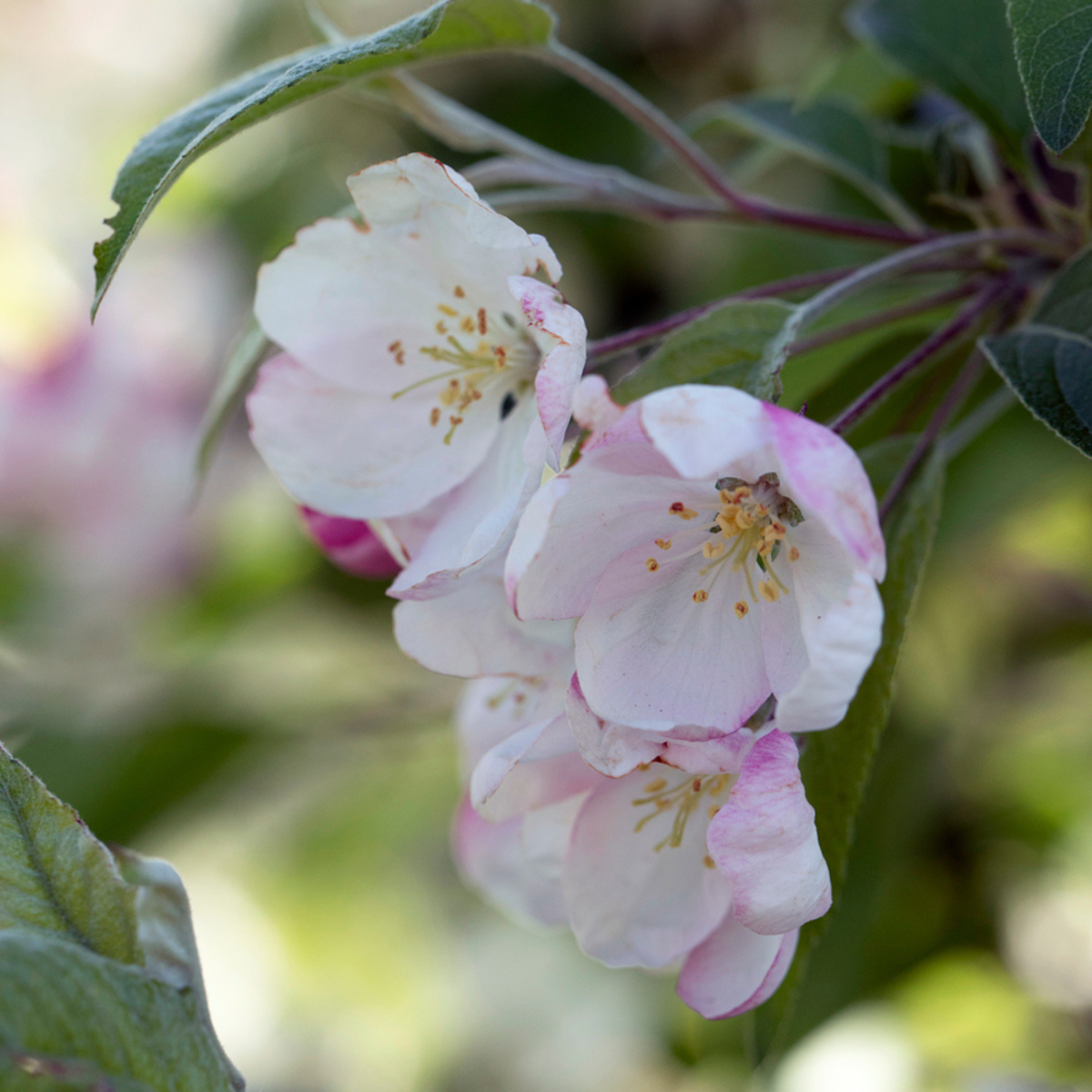 Zierapfel 'Evereste' (Malus 'Evereste') - Rosa - sommergrün - winterhart | Bild 1
