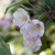 Zierapfel 'Evereste' (Malus 'Evereste') - Rosa - sommergrün - winterhart | Bild 1