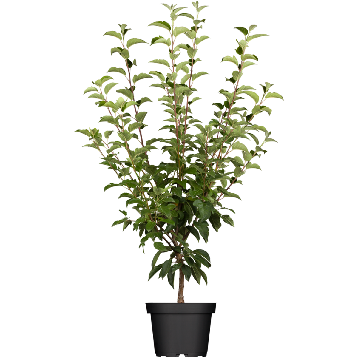Zierapfel 'Evereste' (Malus 'Evereste') - Rosa - sommergrün - winterhart | Bild 2