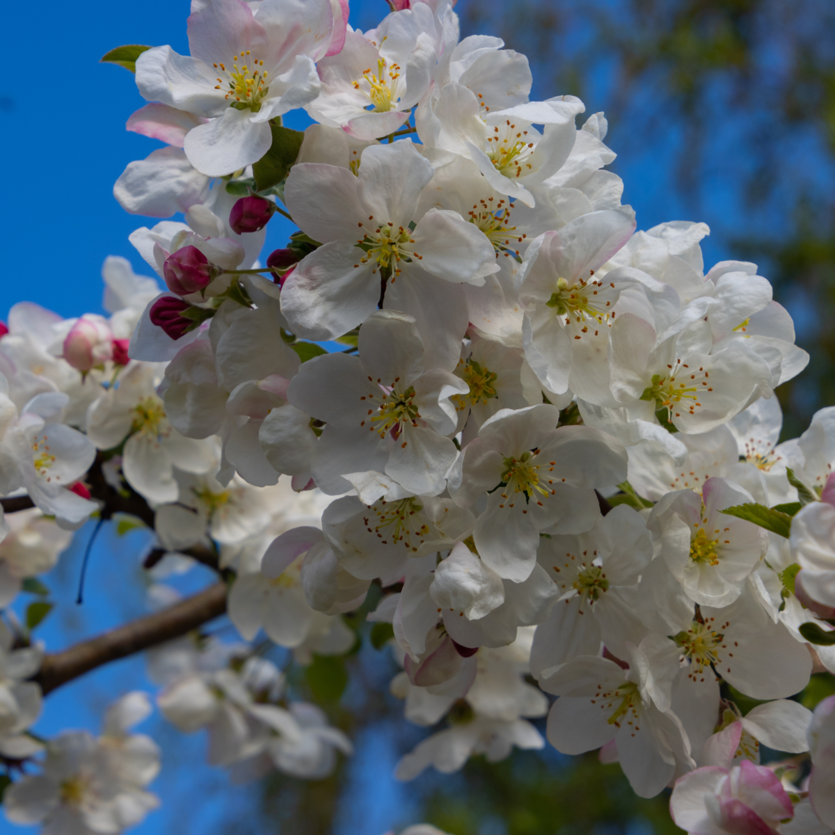 Zierapfel 'Red Sentinal' (Malus 'Red Sentinal') - Weiß - sommergrün - winterhart | Bild 1
