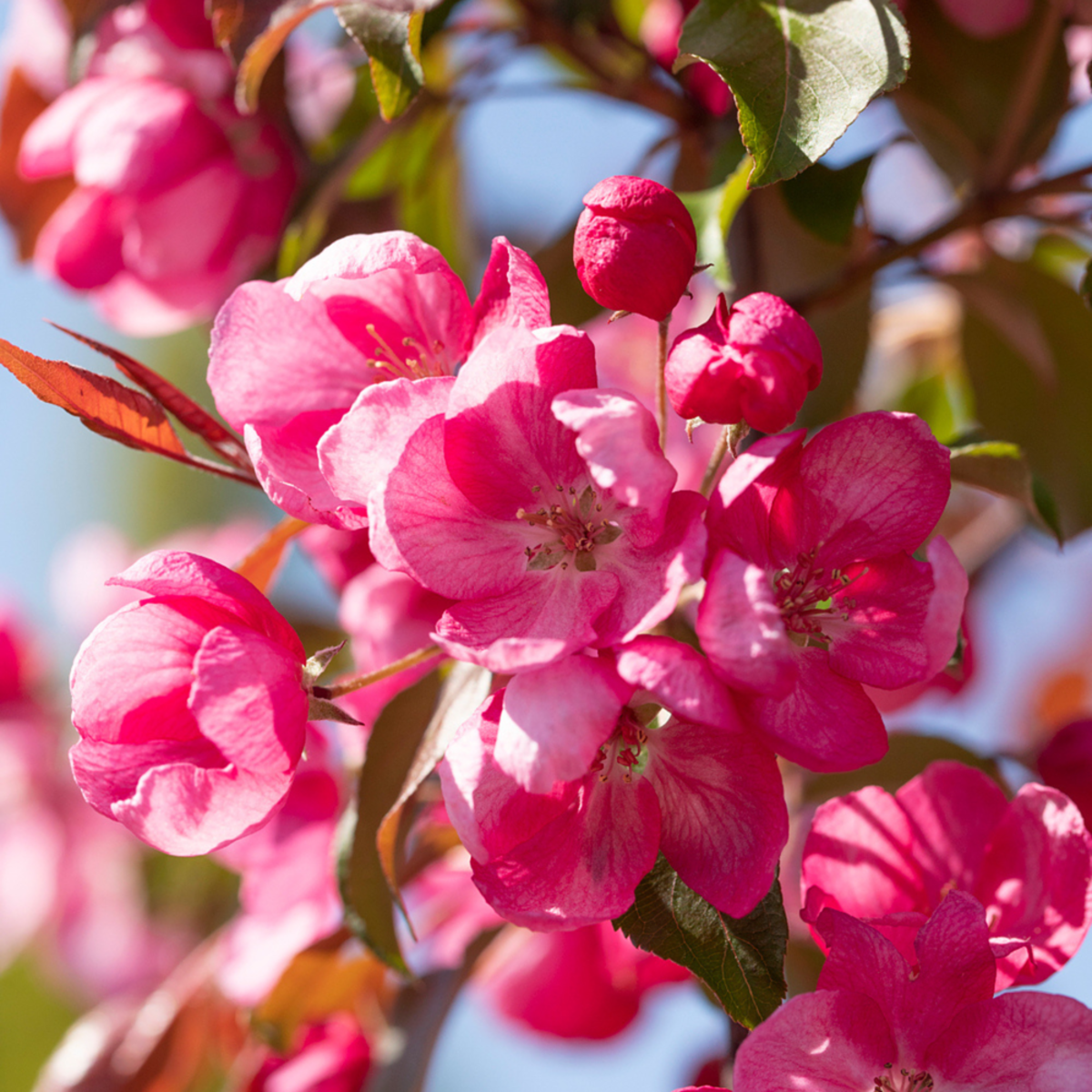 Zierapfel 'Rudolph' (Malus 'Rudolph') - Rosa - sommergrün - winterhart | Bild 1