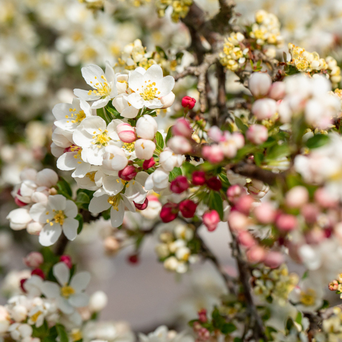 Zierapfel 'Tina' (Malus 'Tina') - Weiß - sommergrün - winterhart | Bild 1