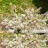 Zierapfel 'Tina' (Malus 'Tina') - Weiß - sommergrün - winterhart | Bild 2