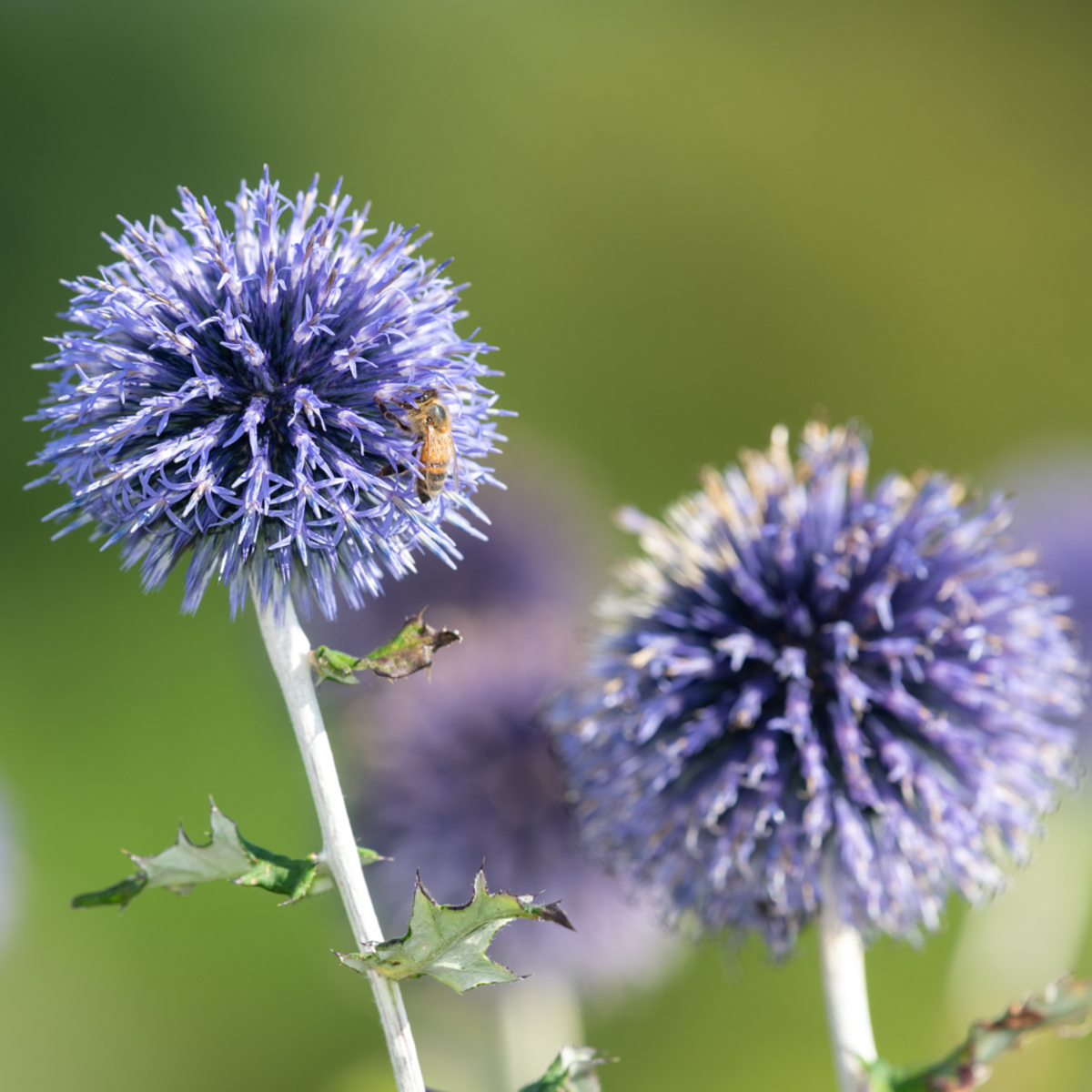 Zierdistel (Echinops bannaticus ') - Blau - sommergrün - winterhart | Bild 1