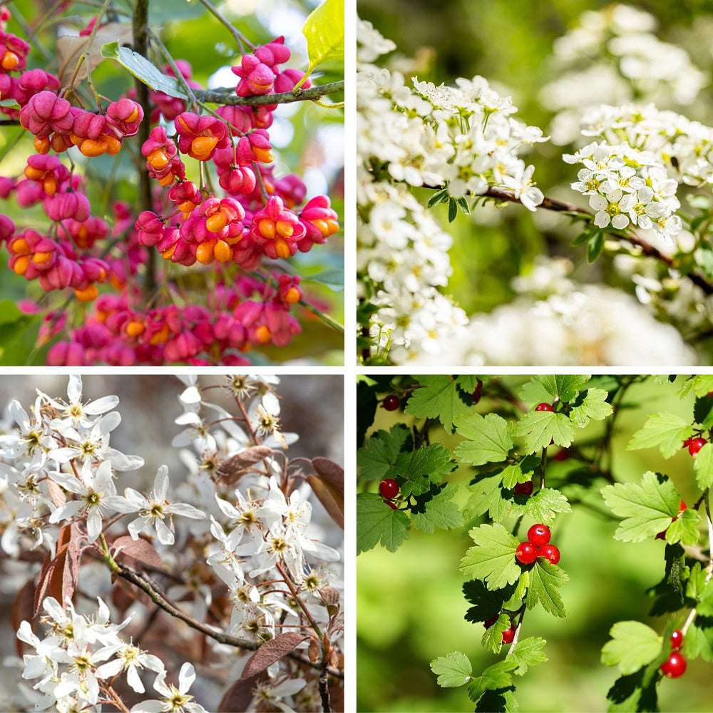Ziergehölz-Set "Blühende Naturschutzhecke", 4 Pflanzen - Bunt - winterhart | Bild 1