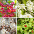 Ziergehölz-Set "Blühende Naturschutzhecke", 4 Pflanzen - Bunt - winterhart | Bild 1