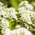 Ziergehölz-Set "Blühende Naturschutzhecke", 4 Pflanzen - Bunt - winterhart | Bild 3