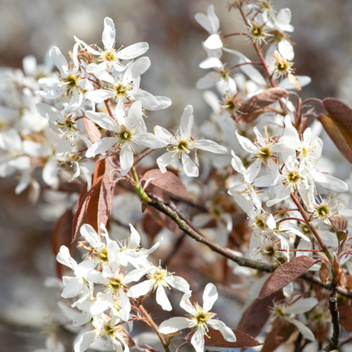 Ziergehölz-Set "Blühende Naturschutzhecke", 4 Pflanzen - Bunt - winterhart | Bild 5