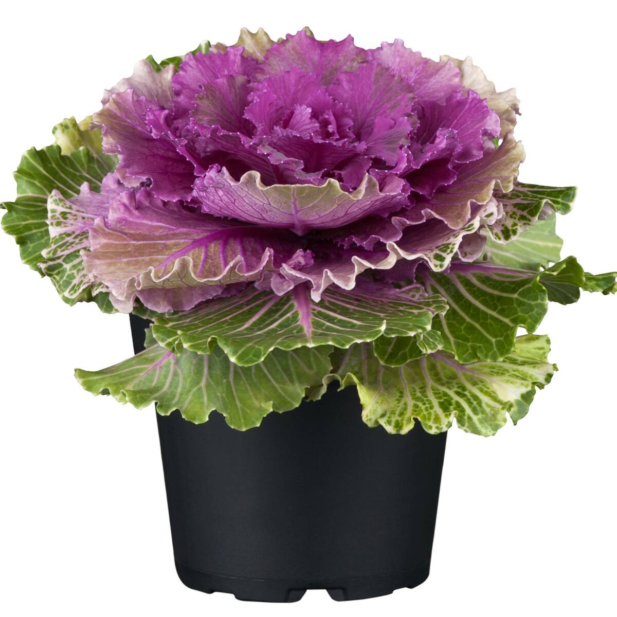 Zierkohl (Brassica oleracea) - Violett - winterhart | Bild 1