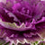 Zierkohl (Brassica oleracea) - Violett - winterhart | Bild 2