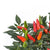 Zierpaprika 'Red' - Rot | Bild 1