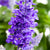 Ziersalbei (Salvia  farinacea) - Blau | Bild 1