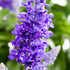 Ziersalbei (Salvia  farinacea) - Blau | Bild 1