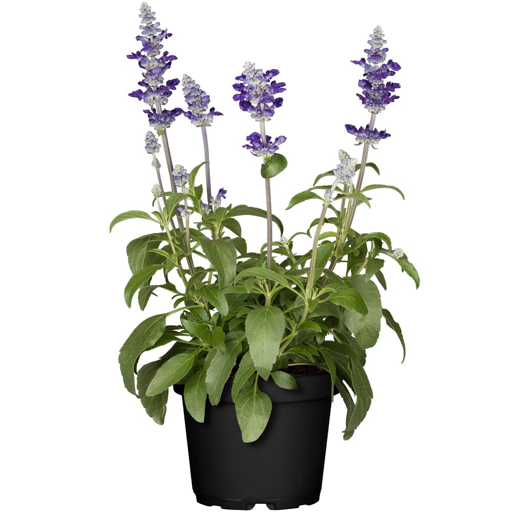 Ziersalbei (Salvia farinacea) - Blau | Bild 2