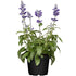 Ziersalbei (Salvia  farinacea) - Blau | Bild 2