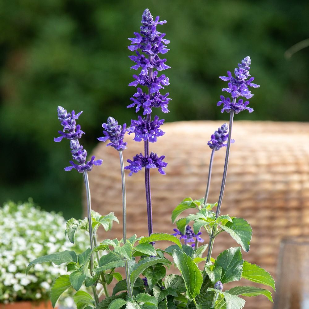 Ziersalbei (Salvia  farinacea) - Blau | Bild 3