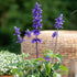 Ziersalbei (Salvia  farinacea) - Blau | Bild 3