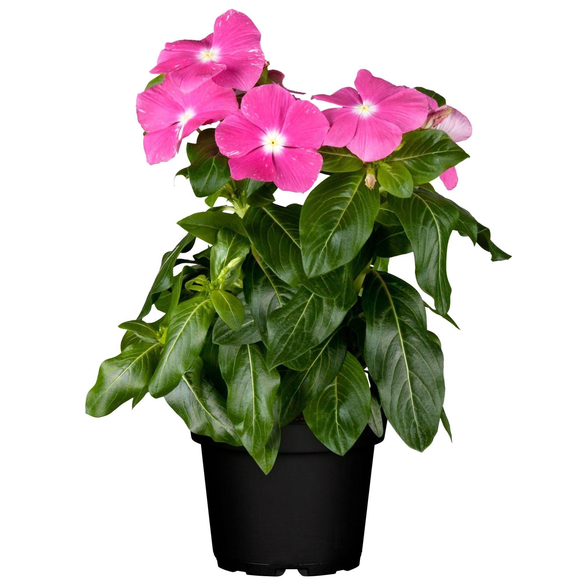Zimmerimmergrün (Catharanthus roseus) - Pink - winterhart | Bild 1