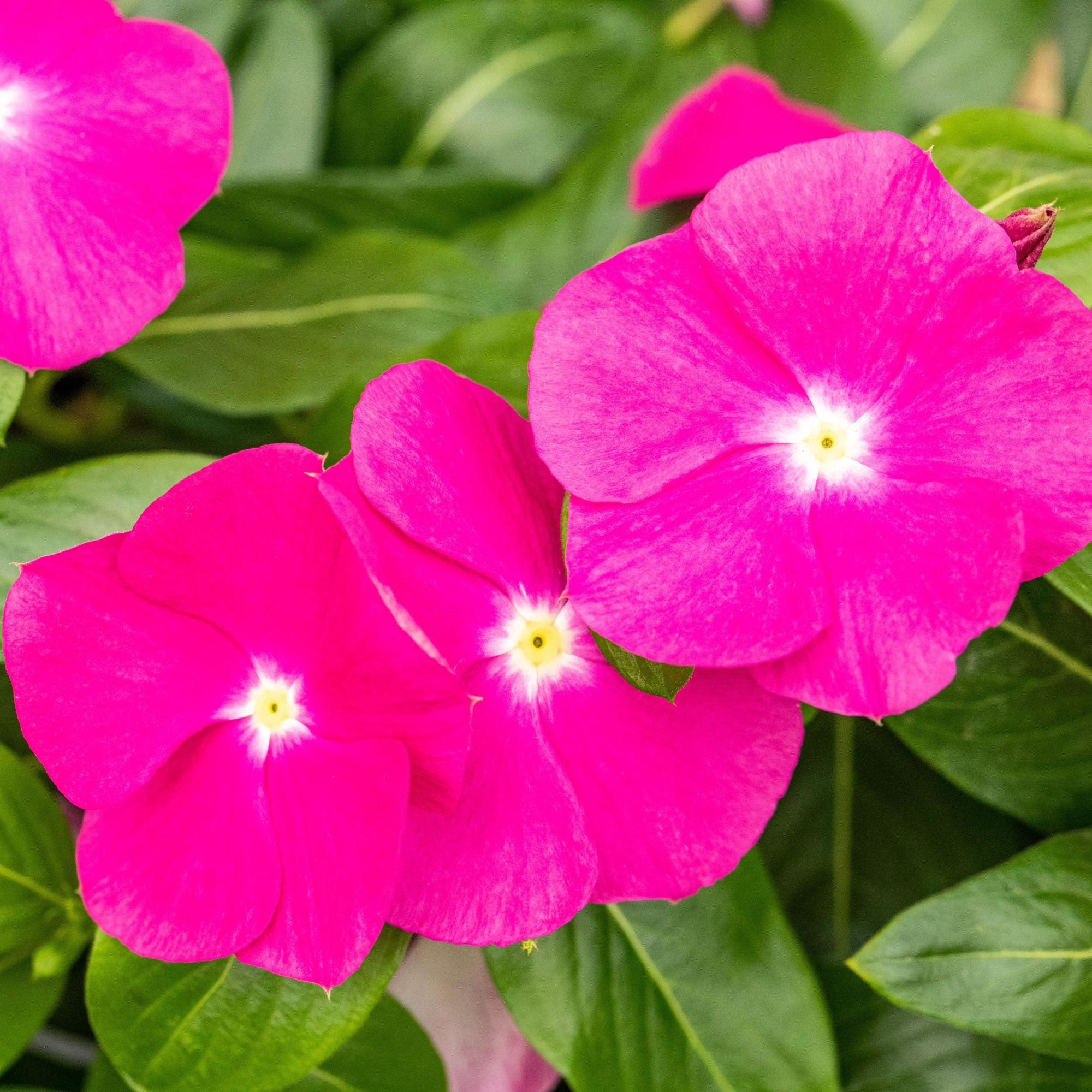 Zimmerimmergrün (Catharanthus roseus) - Pink - winterhart | Bild 2