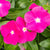 Zimmerimmergrün (Catharanthus roseus) - Pink - winterhart | Bild 2