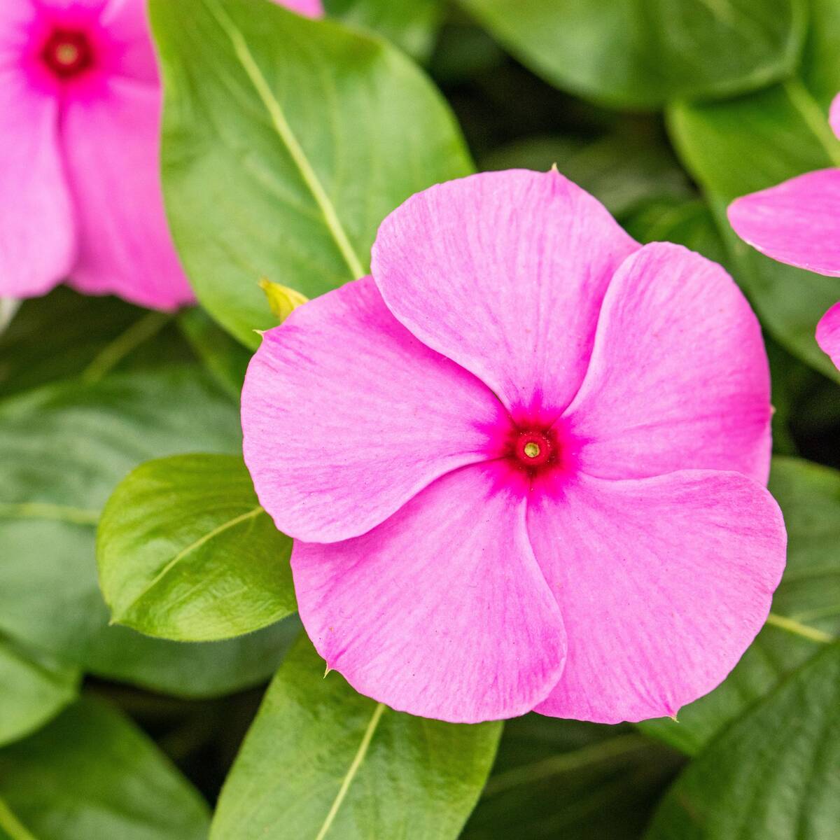 Zimmerimmergrün (Catharanthus roseus) - Rosa - winterhart | Bild 1